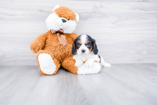 Cavalier King Charles Spaniel Puppy for Adoption