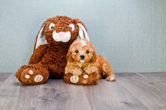 Small Cavapoo Baby