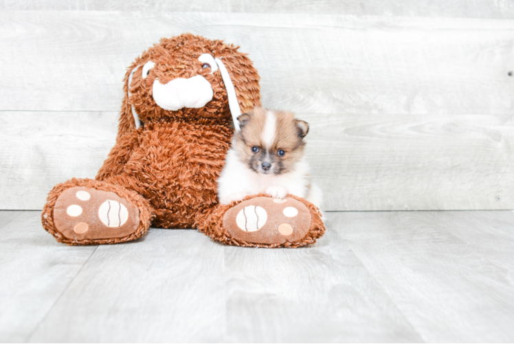 Playful Pomeranian Purebred Pup