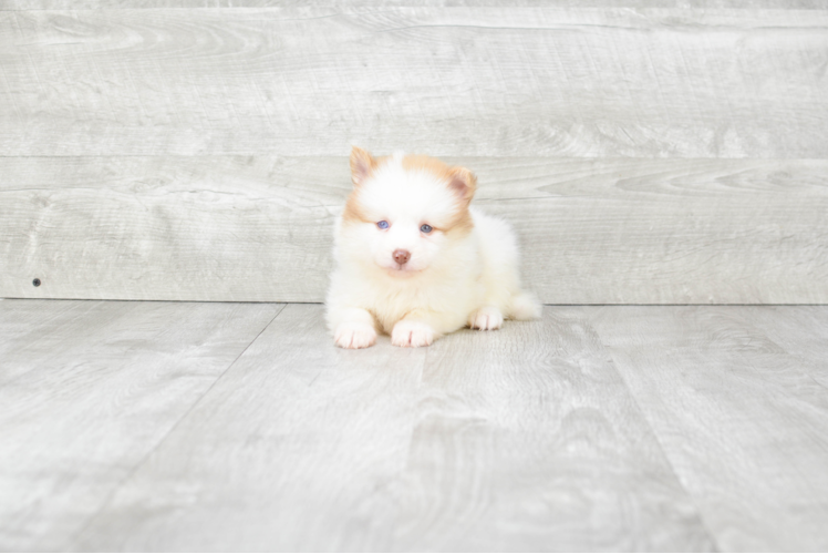 Pomsky Pup Being Cute