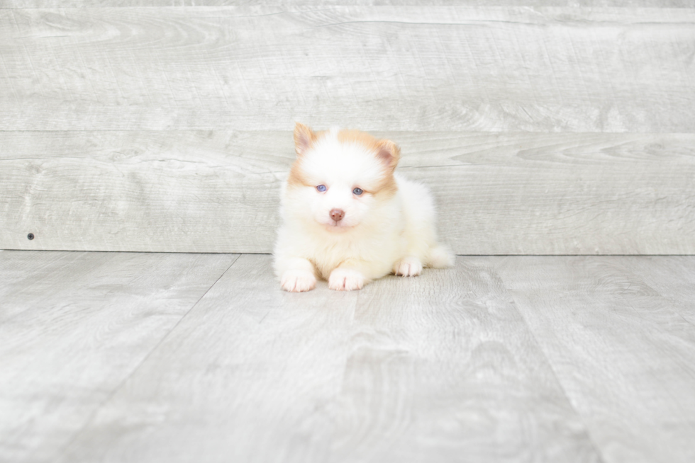 Pomsky Pup Being Cute