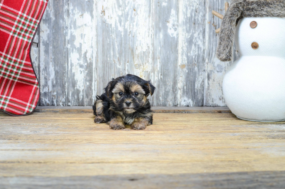 Energetic Yorkie Designer Puppy