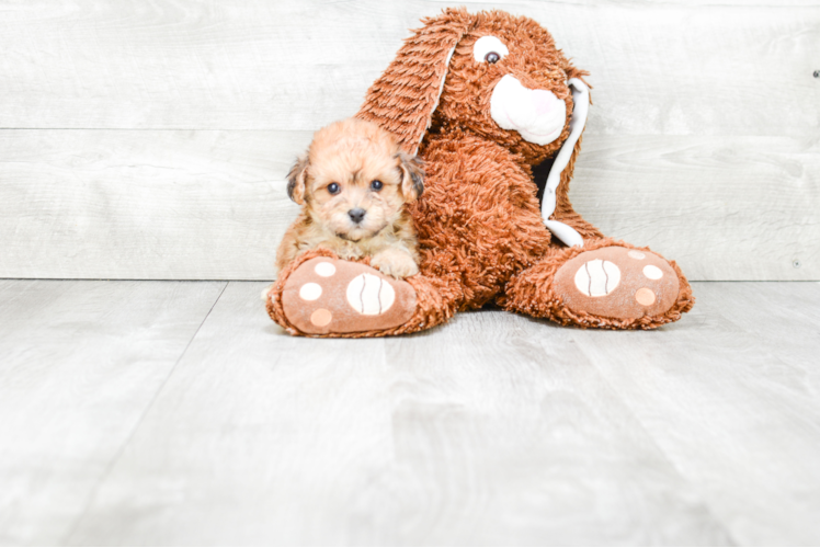 Hypoallergenic Yorkie Designer Puppy