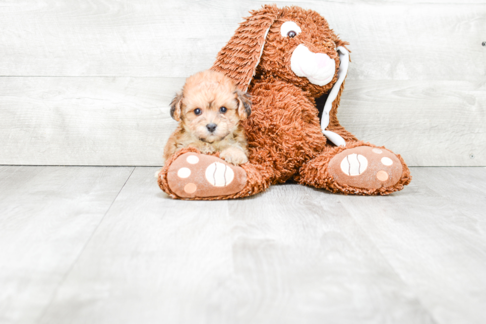 Hypoallergenic Yorkie Designer Puppy