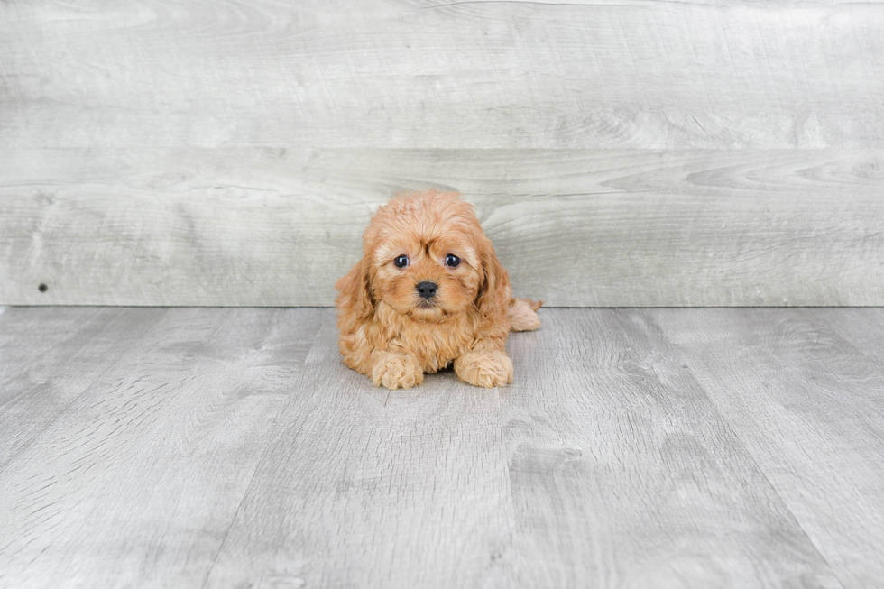 Little Cavoodle Poodle Mix Puppy