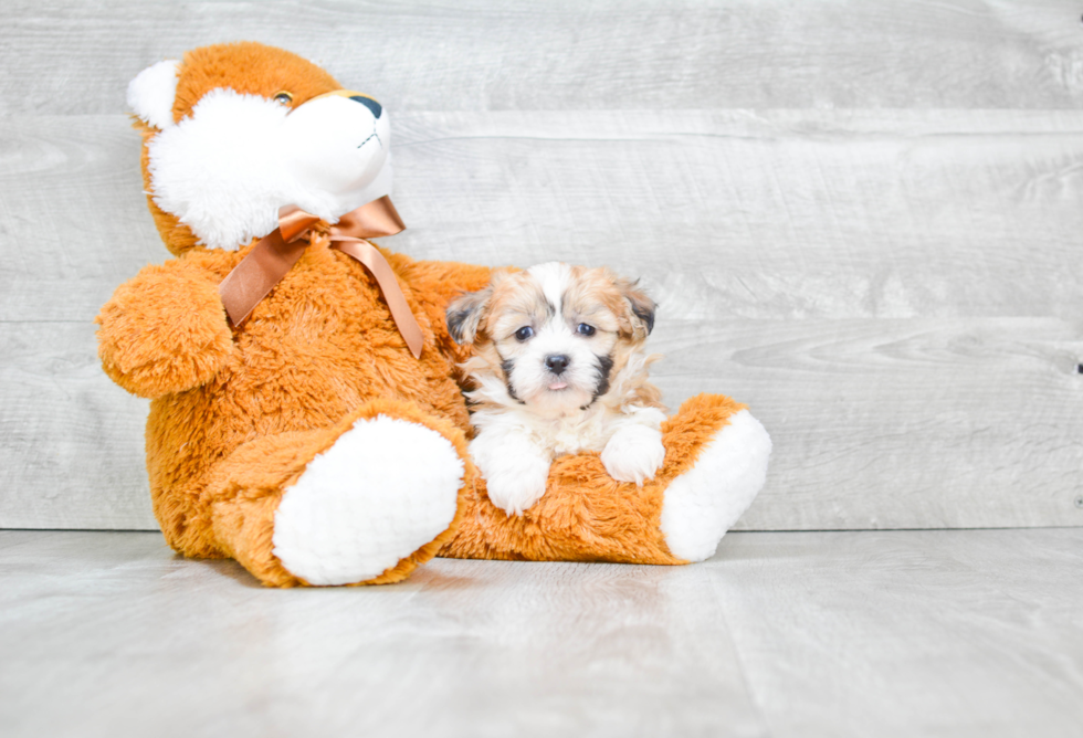 Friendly Teddy Bear Baby