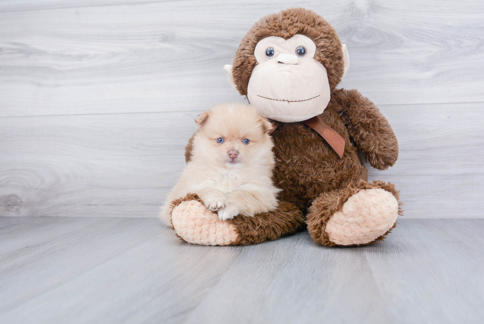 Petite Pomeranian Purebred Puppy