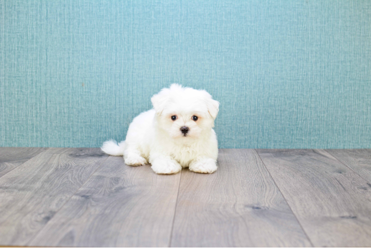 Playful Maltese Purebred Pup