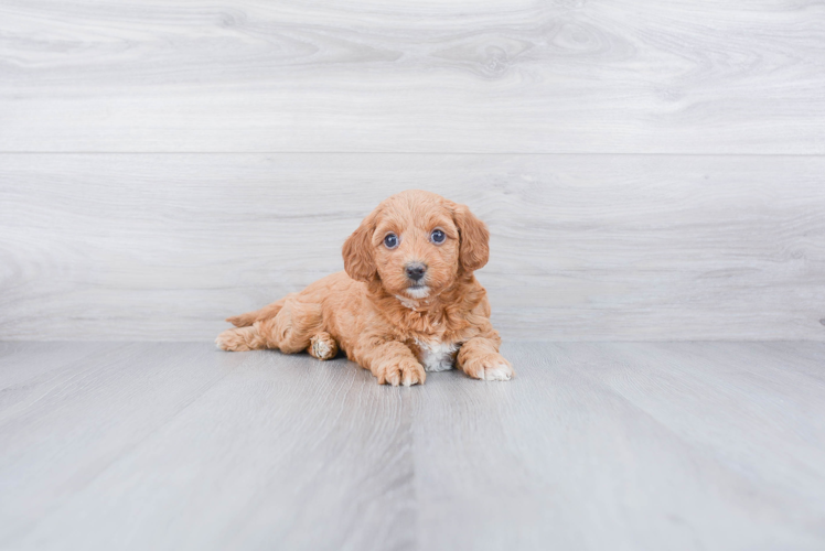 Friendly Mini Goldendoodle Baby