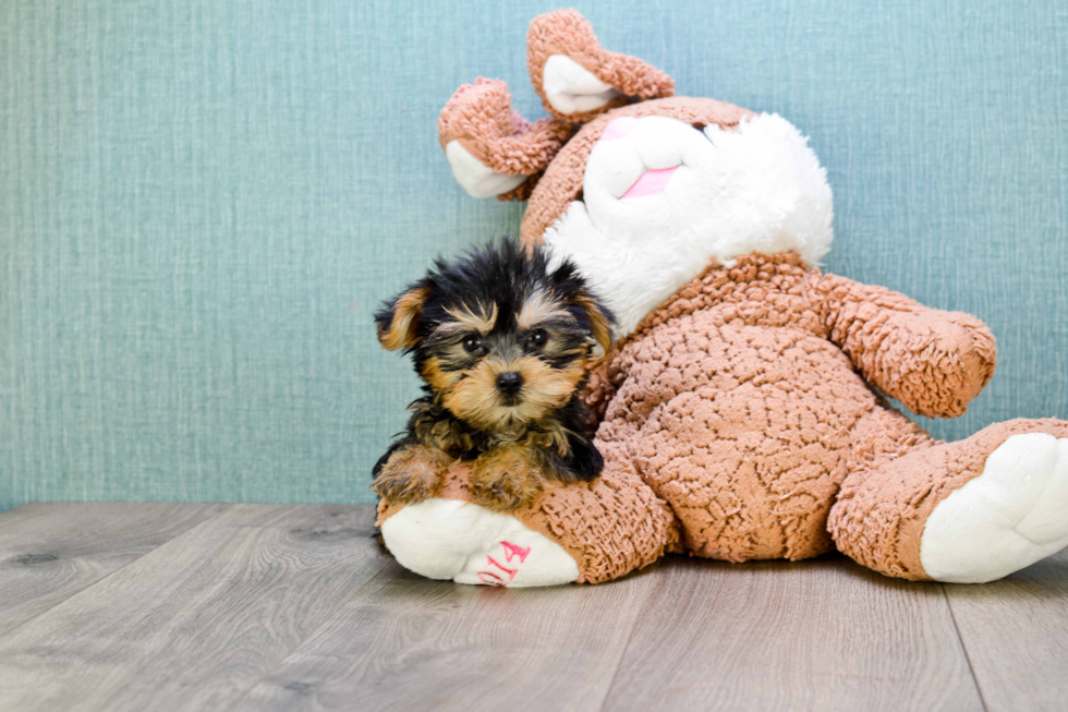 Meet Timmy - our Yorkshire Terrier Puppy Photo 