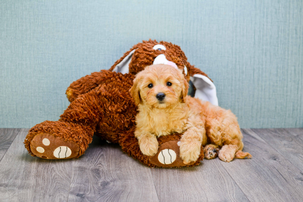 Funny Mini Goldendoodle Poodle Mix Pup