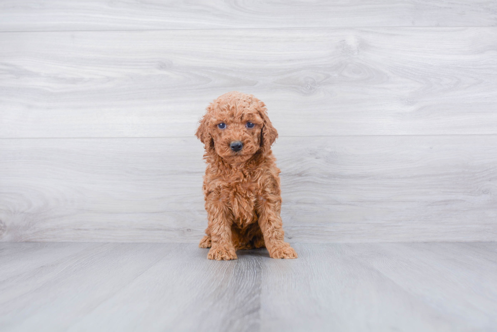 Energetic Cockerpoo Poodle Mix Puppy