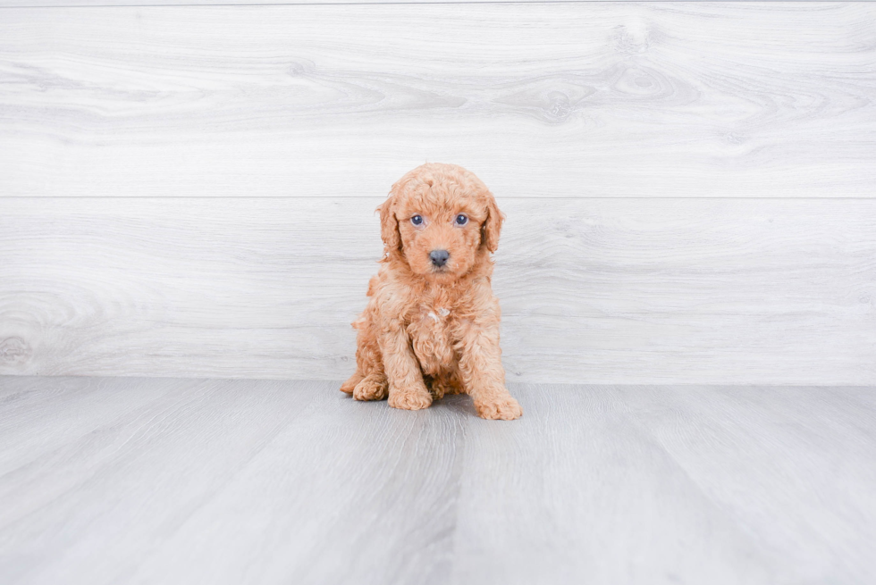 Mini Goldendoodle Pup Being Cute
