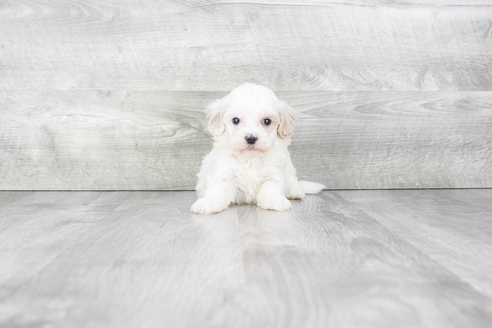 Little Maltepoo Poodle Mix Puppy