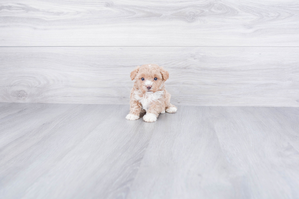 Adorable Maltese Poodle Poodle Mix Puppy