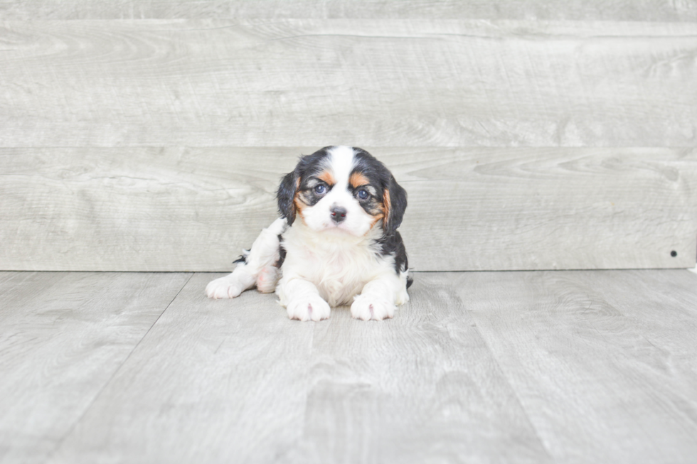 Funny Cavalier King Charles Spaniel Baby