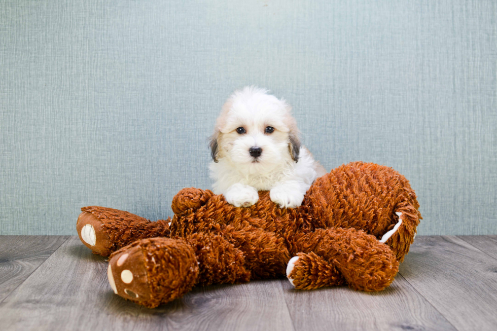 Havanese Pup Being Cute