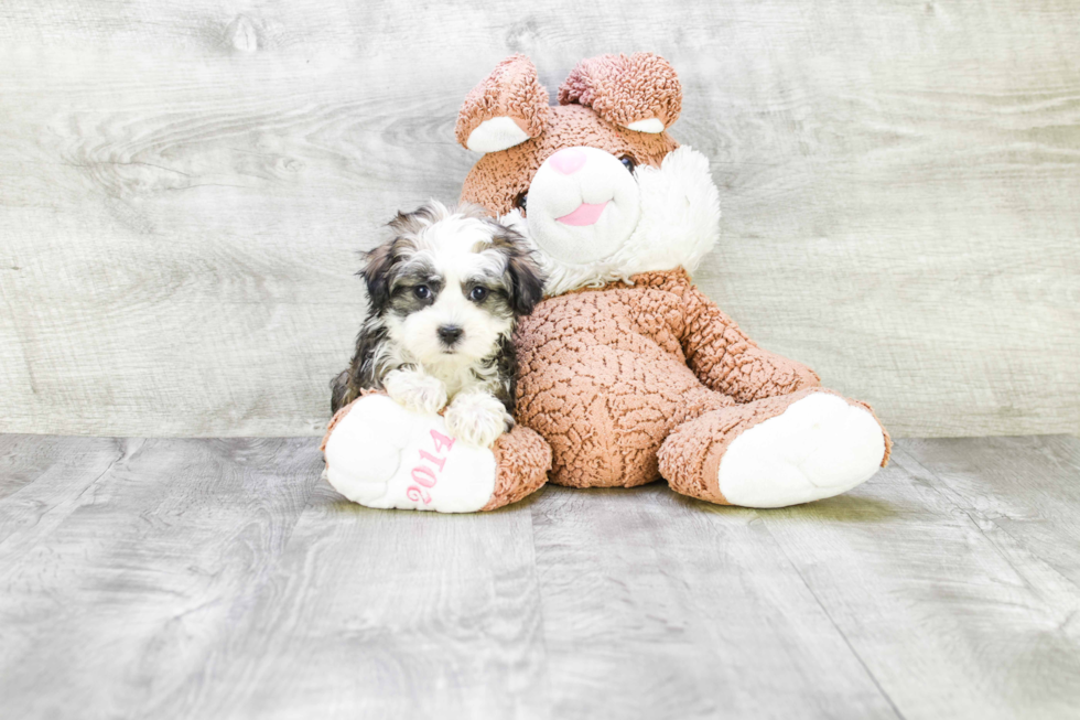 Best Havanese Baby