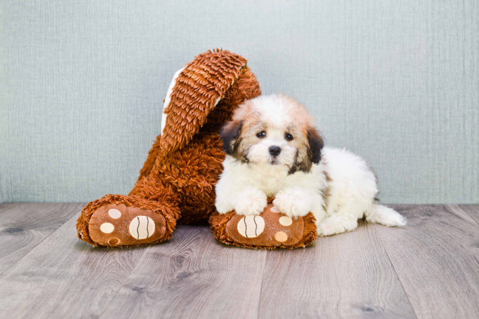 Best Havanese Baby