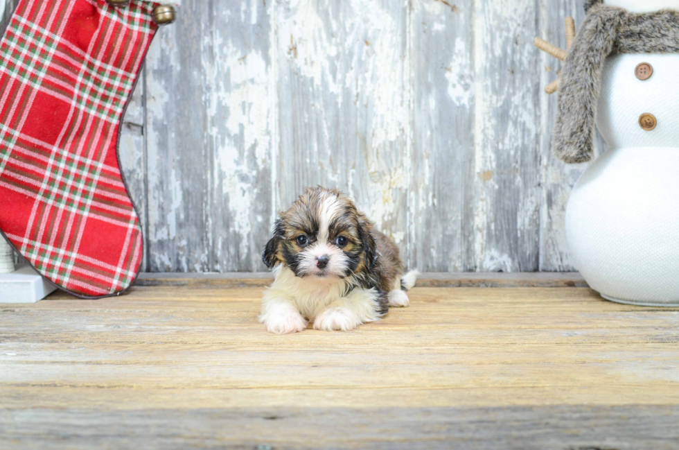 Teddy Bear Puppy for Adoption