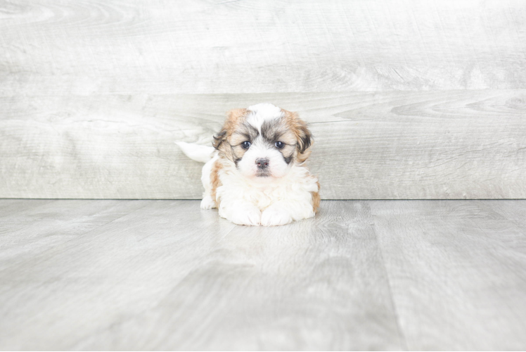 Adorable Shichon Designer Puppy