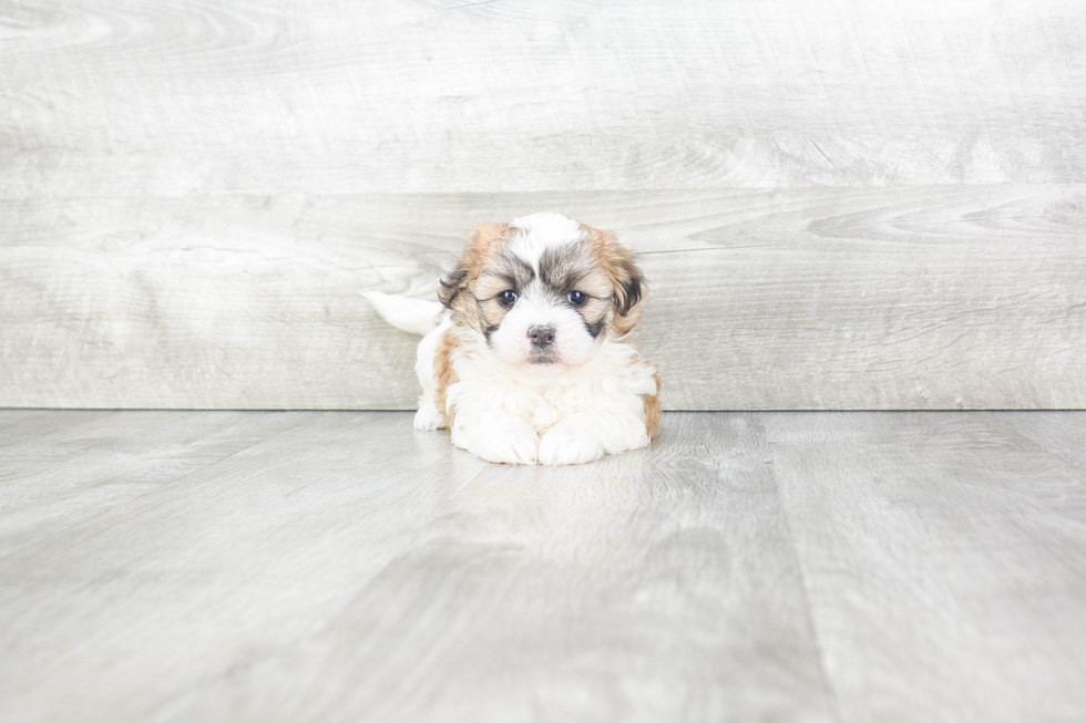 Adorable Shichon Designer Puppy