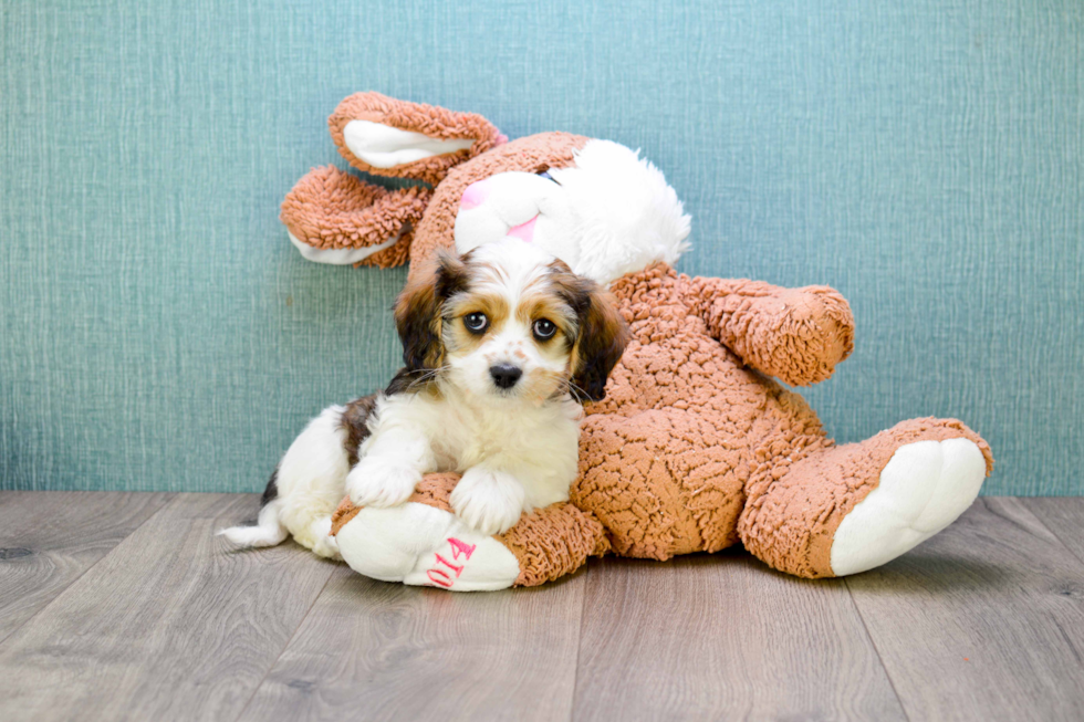 Cavachon Puppy for Adoption