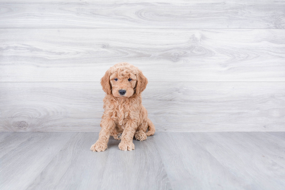 Best Mini Goldendoodle Baby