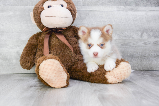 Adorable Mini Husky Designer Puppy