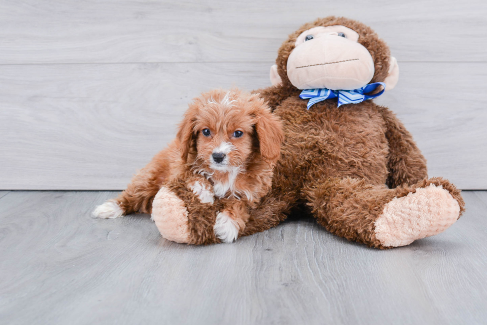 Cavapoo Pup Being Cute