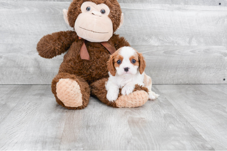 Small Cavalier King Charles Spaniel Baby