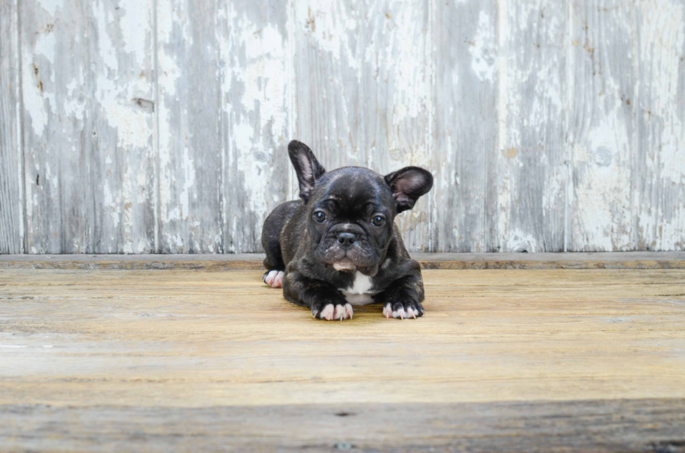 French Bulldog Pup Being Cute