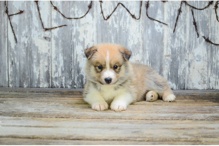 Best Pomsky Baby