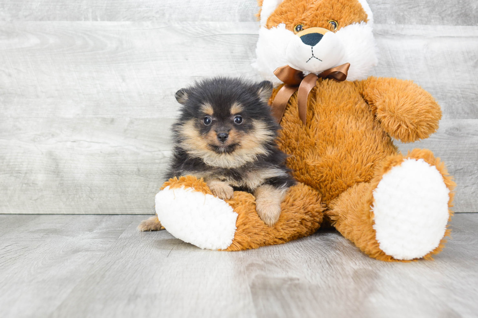 Pomeranian Pup Being Cute