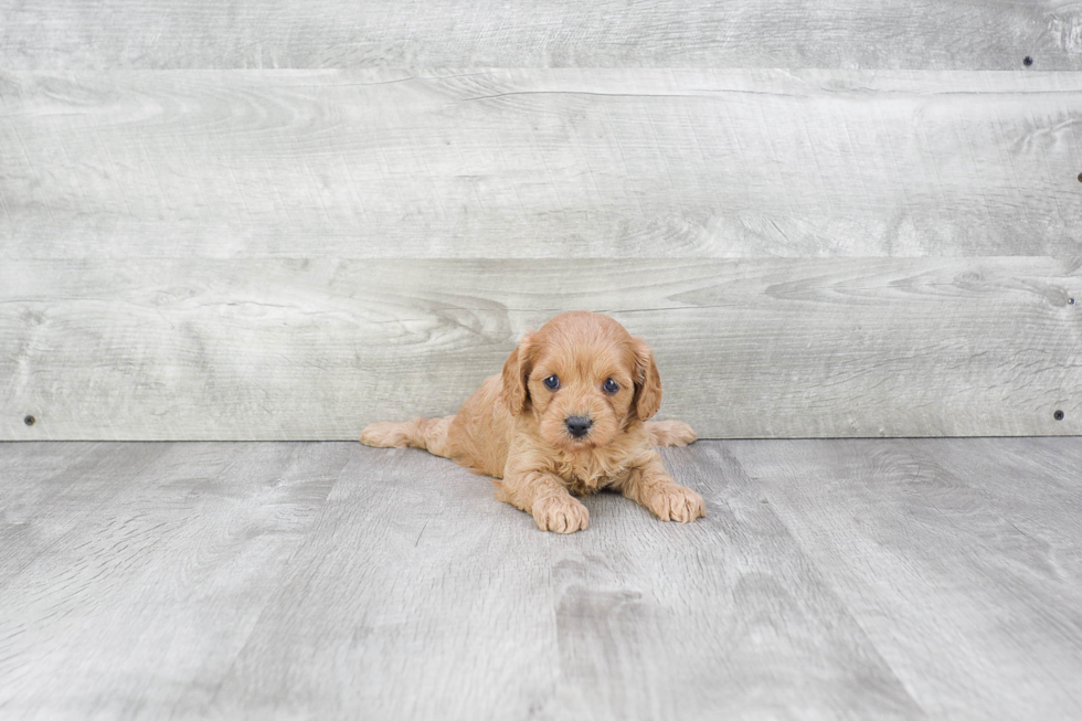 Funny Cavapoo Poodle Mix Pup