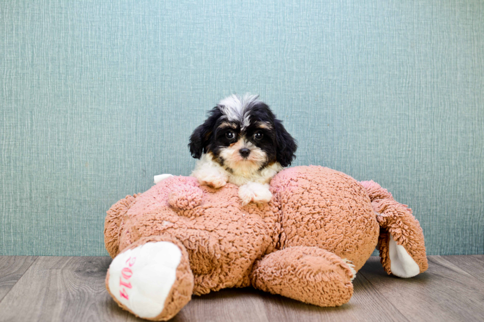 Best Cavachon Baby