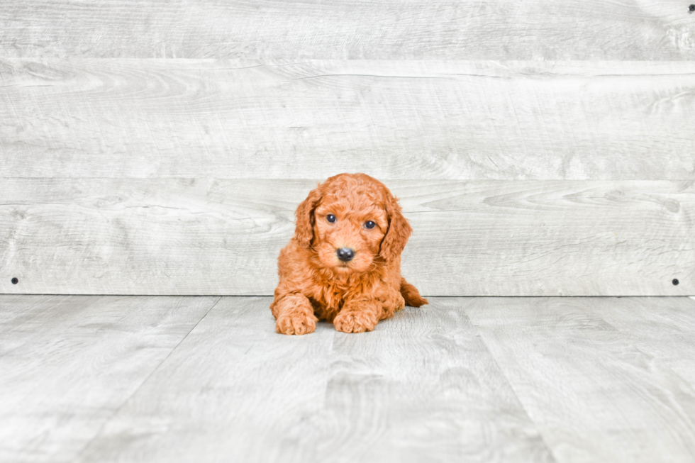 Energetic Golden Retriever Poodle Mix Puppy