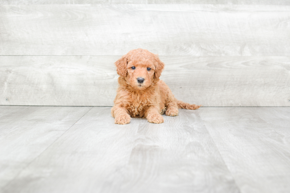 Energetic Golden Retriever Poodle Mix Puppy