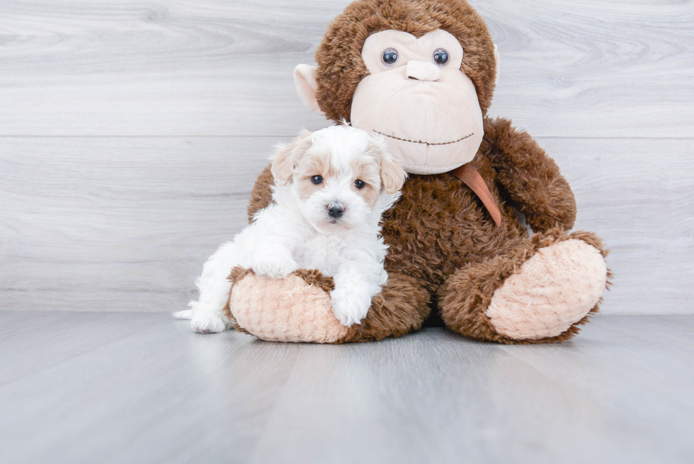 Maltipoo Pup Being Cute