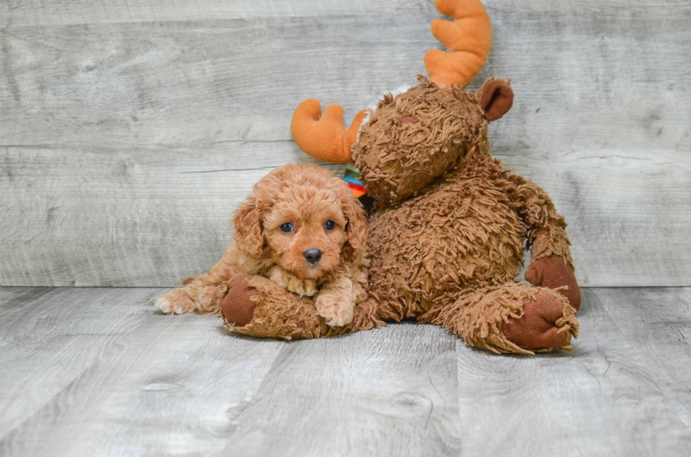 Cavapoo Puppy for Adoption