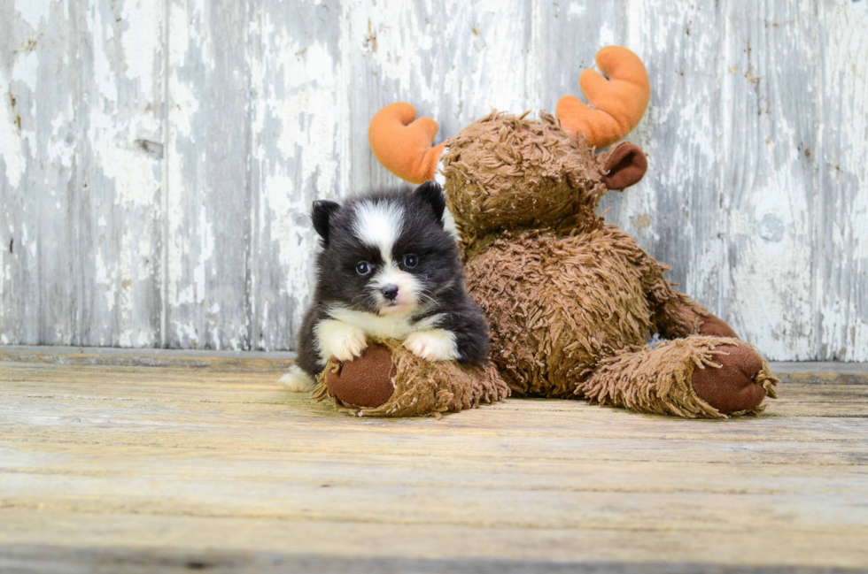 Petite Pomeranian Purebred Puppy