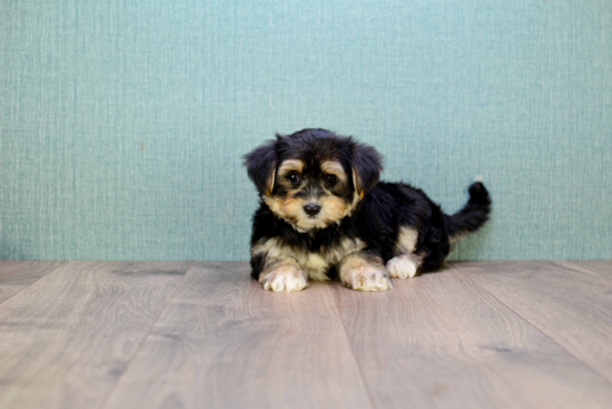 Morkie Puppy for Adoption