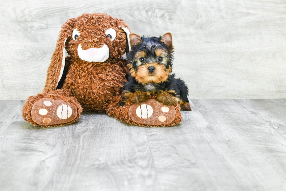 Meet Joey - our Yorkshire Terrier Puppy Photo 