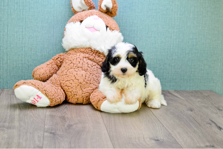 Adorable Cavalier Designer Puppy