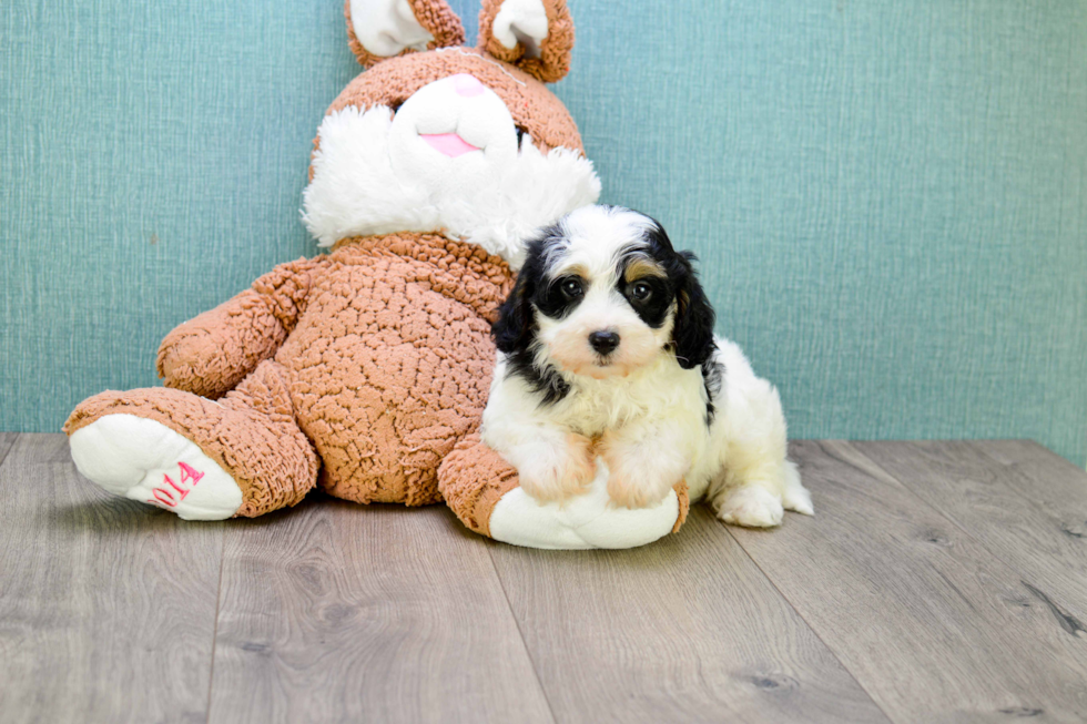 Adorable Cavalier Designer Puppy