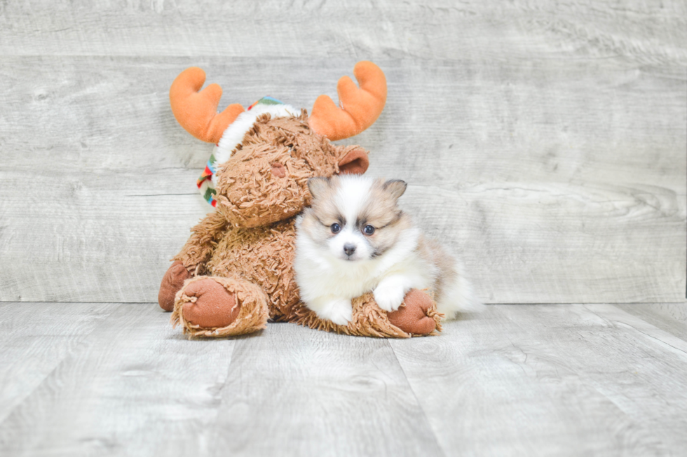 Small Pomeranian Purebred Pup