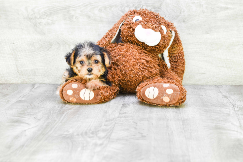 Meet Capone - our Yorkshire Terrier Puppy Photo 