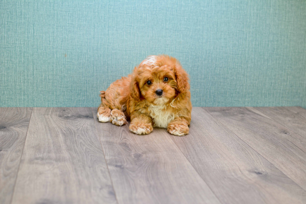 Cavapoo Puppy for Adoption