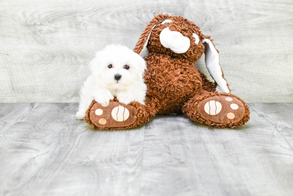 Maltese Pup Being Cute