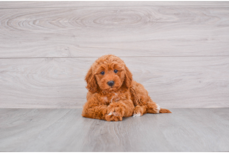 Petite Mini Goldendoodle Poodle Mix Pup